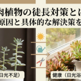 多肉植物の徒長対策とは？その原因と具体的な解決策を解説