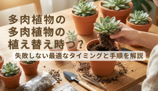 多肉植物の植え替え時期はいつ？失敗しない最適なタイミングと手順を解説