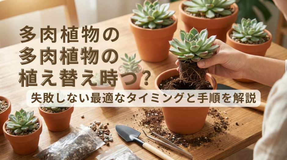 多肉植物の植え替え時期はいつ？失敗しない最適なタイミングと手順を解説