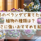冬のベランダで育てたい植物の種類は？寒さに強いおすすめを紹介