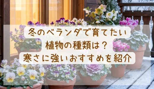 冬のベランダで育てたい植物の種類は？寒さに強いおすすめを紹介