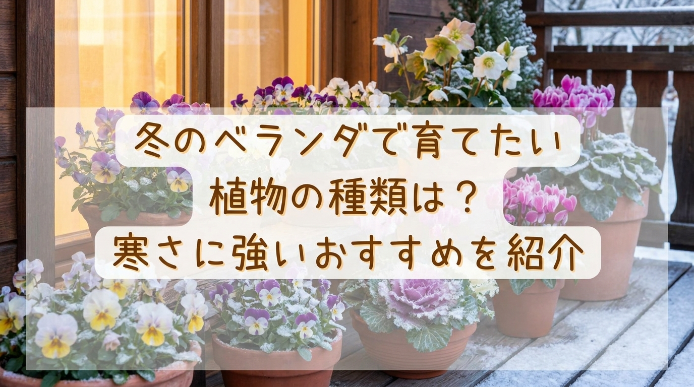 冬のベランダで育てたい植物の種類は？寒さに強いおすすめを紹介