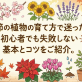 季節の植物の育て方で迷ったら。初心者でも失敗しない基本とコツをご紹介。