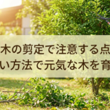 夏の庭木の剪定で注意する点とは?正しい方法で元気な木を育てる
