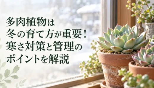 多肉植物は冬の育て方が重要！寒さ対策と管理のポイントを解説