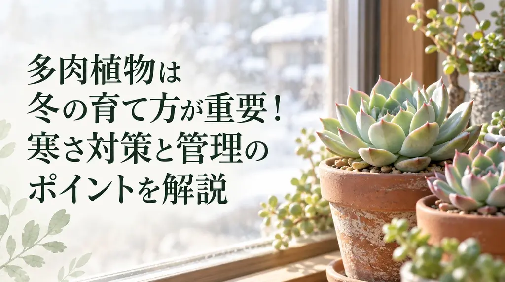 多肉植物は冬の育て方が重要！寒さ対策と管理のポイントを解説
