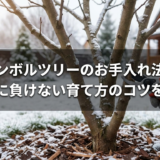 冬のシンボルツリーのお手入れ法とは?寒さに負けない育て方のコツを解説